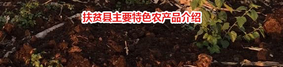 PA�콢����(�й�)�ٷ���վ